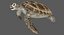 3D model green sea turtle animation