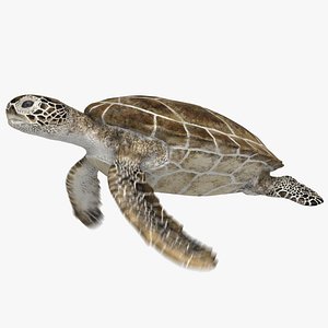 3D model green sea turtle animation