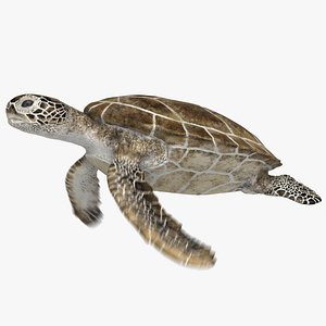 Green Sea Turtle (Animated)