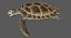 3D model green sea turtle animation