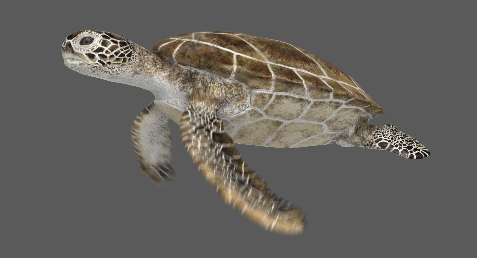 3D model green sea turtle animation https://p.turbosquid.com/ts-thumb/a4/bdcoIw/yVzqEfoM/ra02/jpg/1558622515/1920x1080/fit_q87/a67f146ce02546c5f68f911e833151db9c5164c2/ra02.jpg