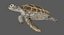 3D model green sea turtle animation