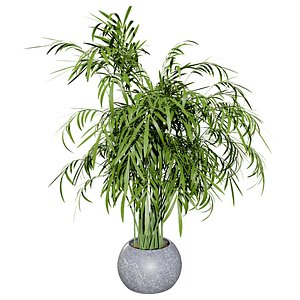 Realistic Potted Palm Trees