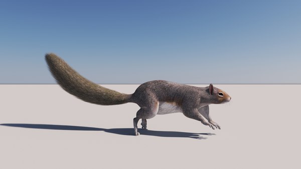 3D Low poly Squirrel Animated model - TurboSquid 2033795