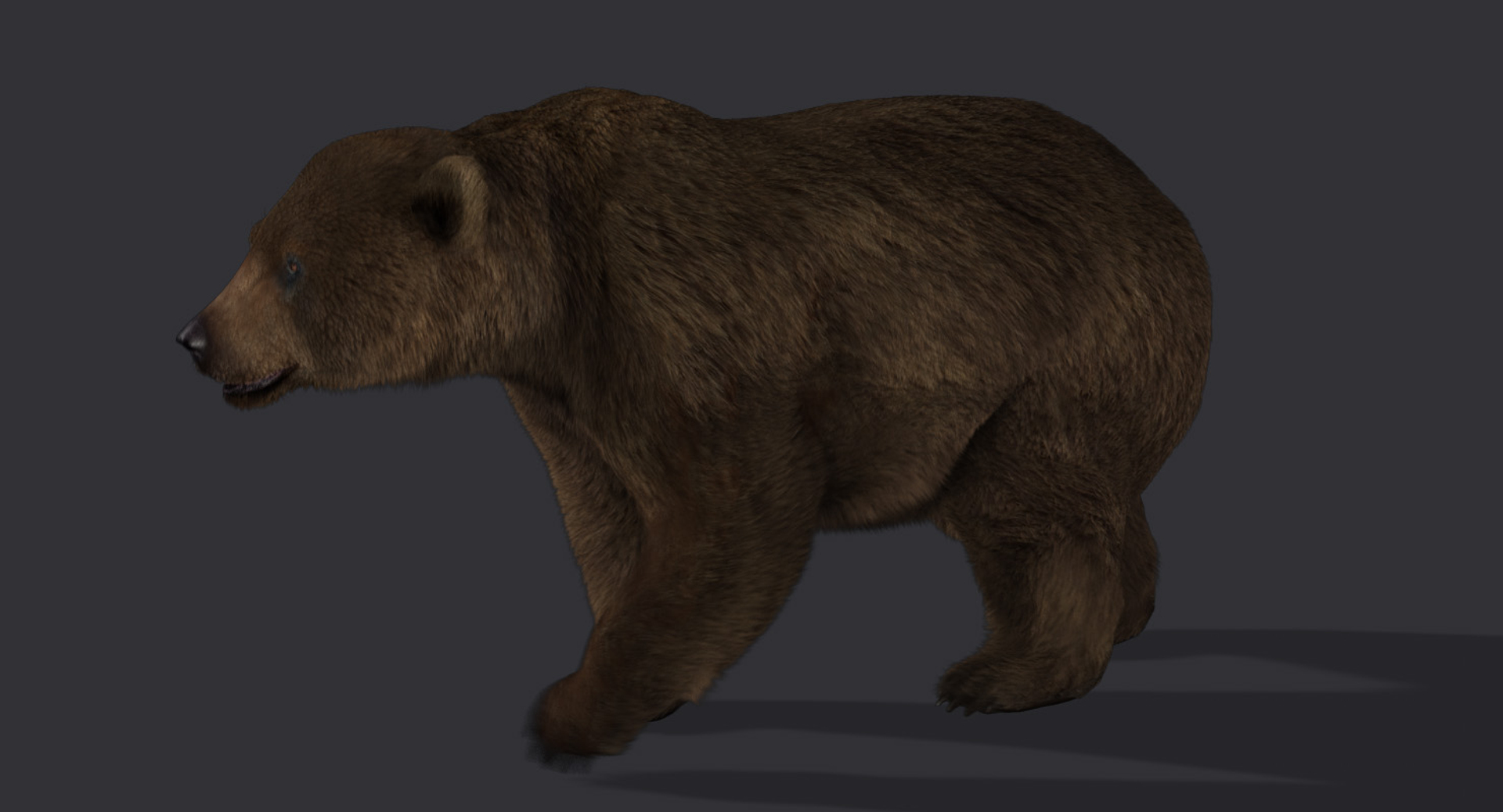 Bear Fur Animation 3d