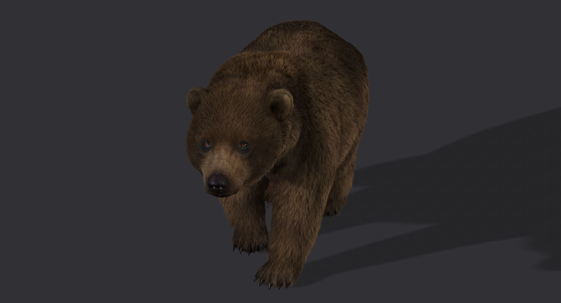 Bear Fur Animation 3d