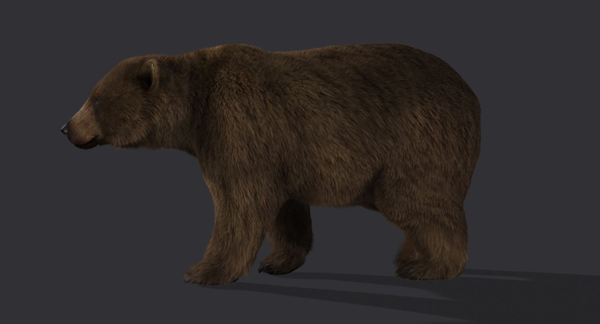 Bear Fur Animation 3d