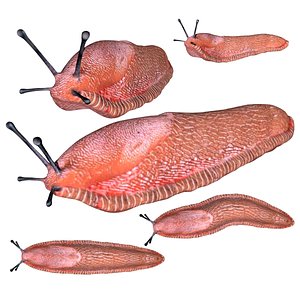 Fully rigged low poly Slug model