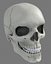anatomically skull max