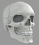 anatomically skull max