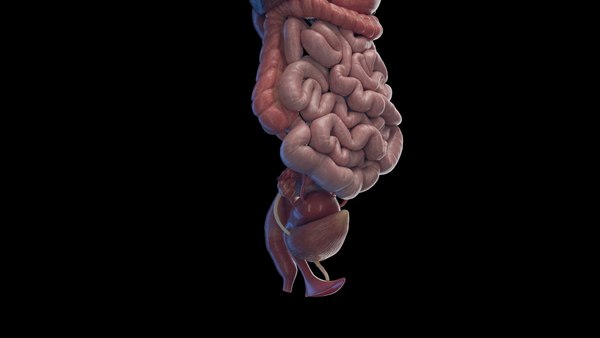 modelo 3d Human Female Organs Static - TurboSquid 2059802