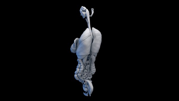 modelo 3d Human Female Organs Static - TurboSquid 2059802