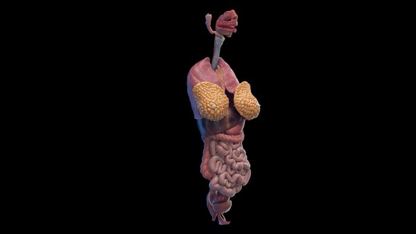 modelo 3d Human Female Organs Static - TurboSquid 2059802