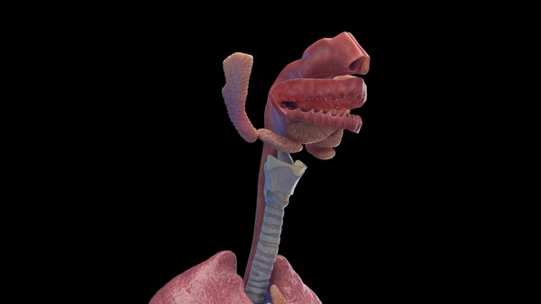 3D модель Human Female Organs Static - TurboSquid 2059802