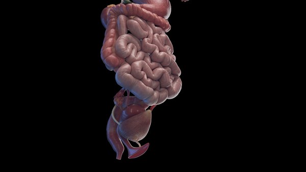 modelo 3d Human Female Organs Static - TurboSquid 2059802