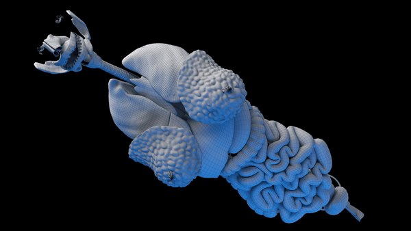 Human Female Organs Static3Dモデル - TurboSquid 2059802