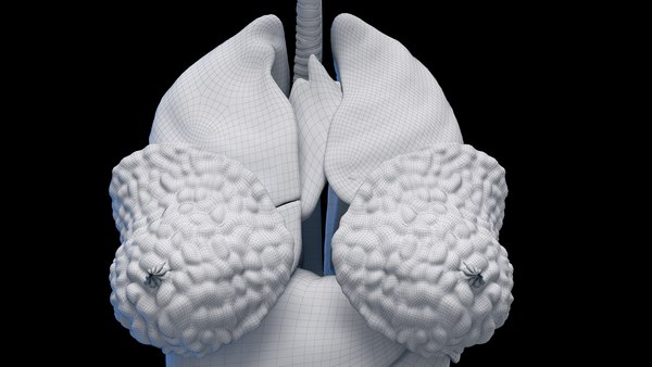 modelo 3d Human Female Organs Static - TurboSquid 2059802