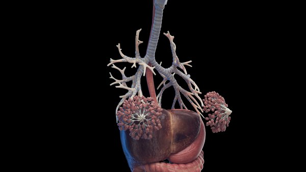 modelo 3d Human Female Organs Static - TurboSquid 2059802