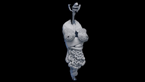 Human Female Organs Static3Dモデル - TurboSquid 2059802