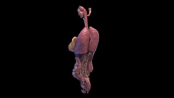 modelo 3d Human Female Organs Static - TurboSquid 2059802