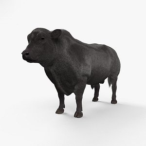 3D bull angus