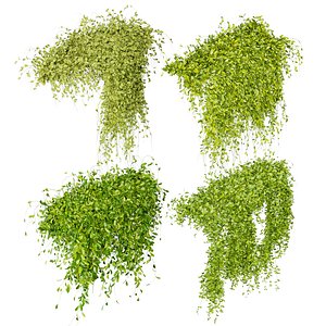 3D plant vol 802 - Fitowall - Leaf - Ivy