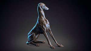 Dog Azawakh  -  3D Sculpting
