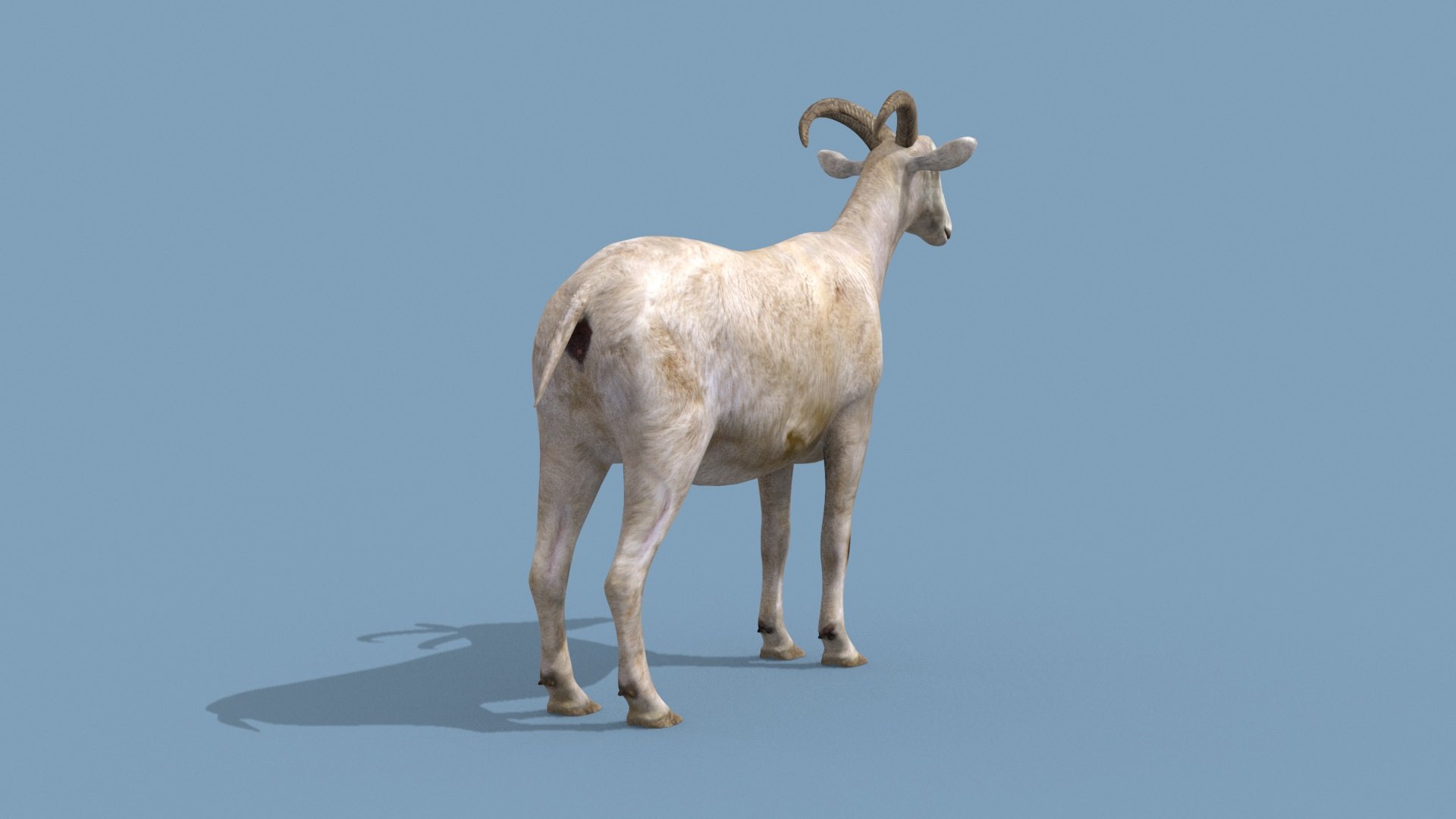 3D Top Goat 8K - 3d animated https://p.turbosquid.com/ts-thumb/a5/FAJ7CP/AP/4/jpg/1732215746/1920x1080/fit_q87/b96427b301af132d5a31433d2cee4d073b7e91bc/4.jpg
