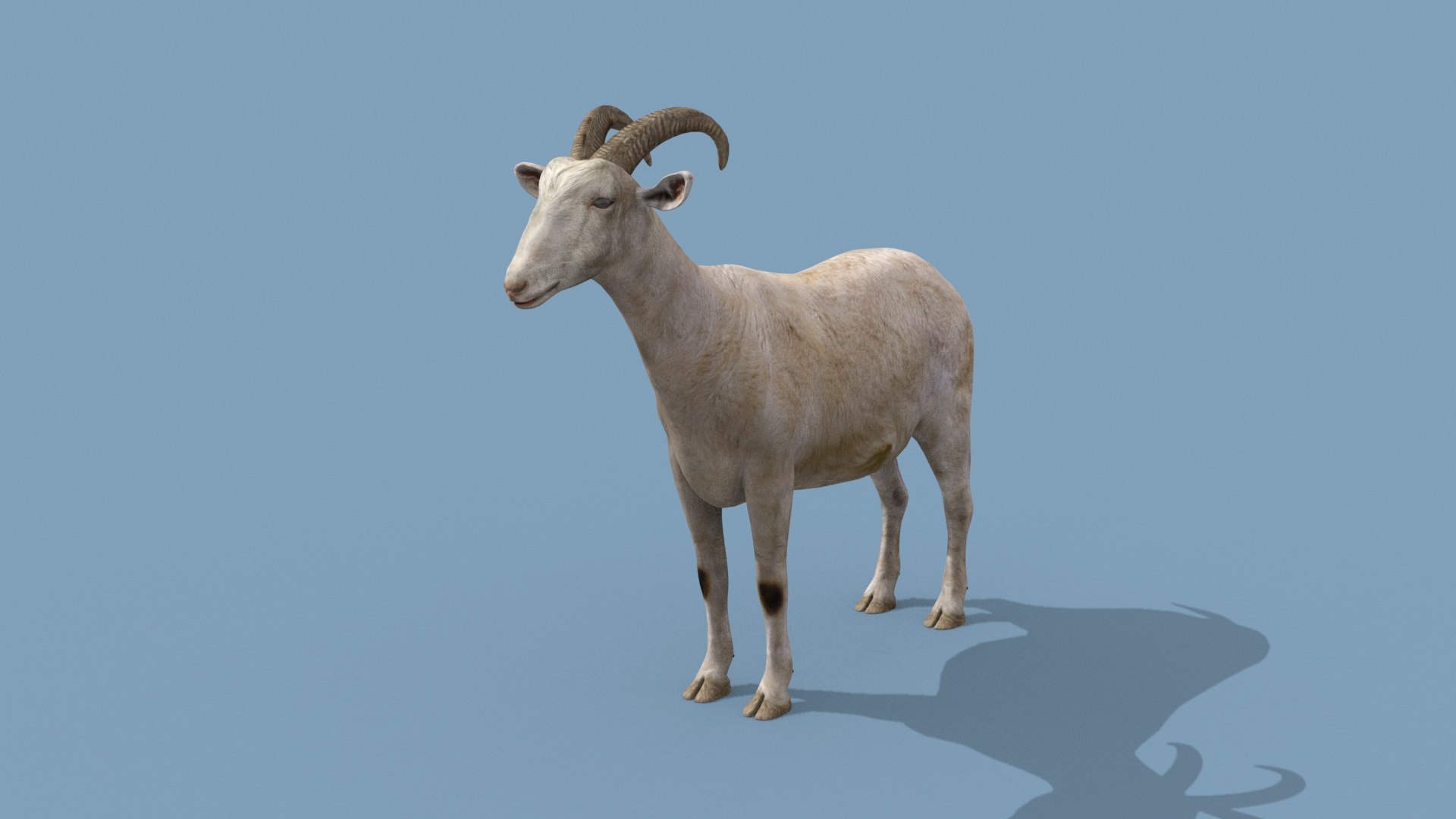 3D Top Goat 8K - 3d animated https://p.turbosquid.com/ts-thumb/a5/FAJ7CP/F1/6/jpg/1732215747/1920x1080/fit_q87/7496ca6a3b33907b3358c6c2e095eb84122540c3/6.jpg