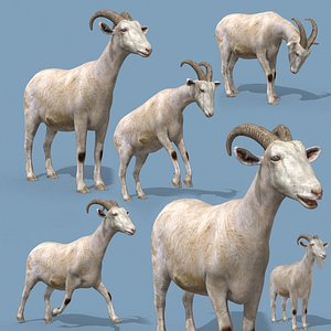 3D Top Goat 8K - 3d animated