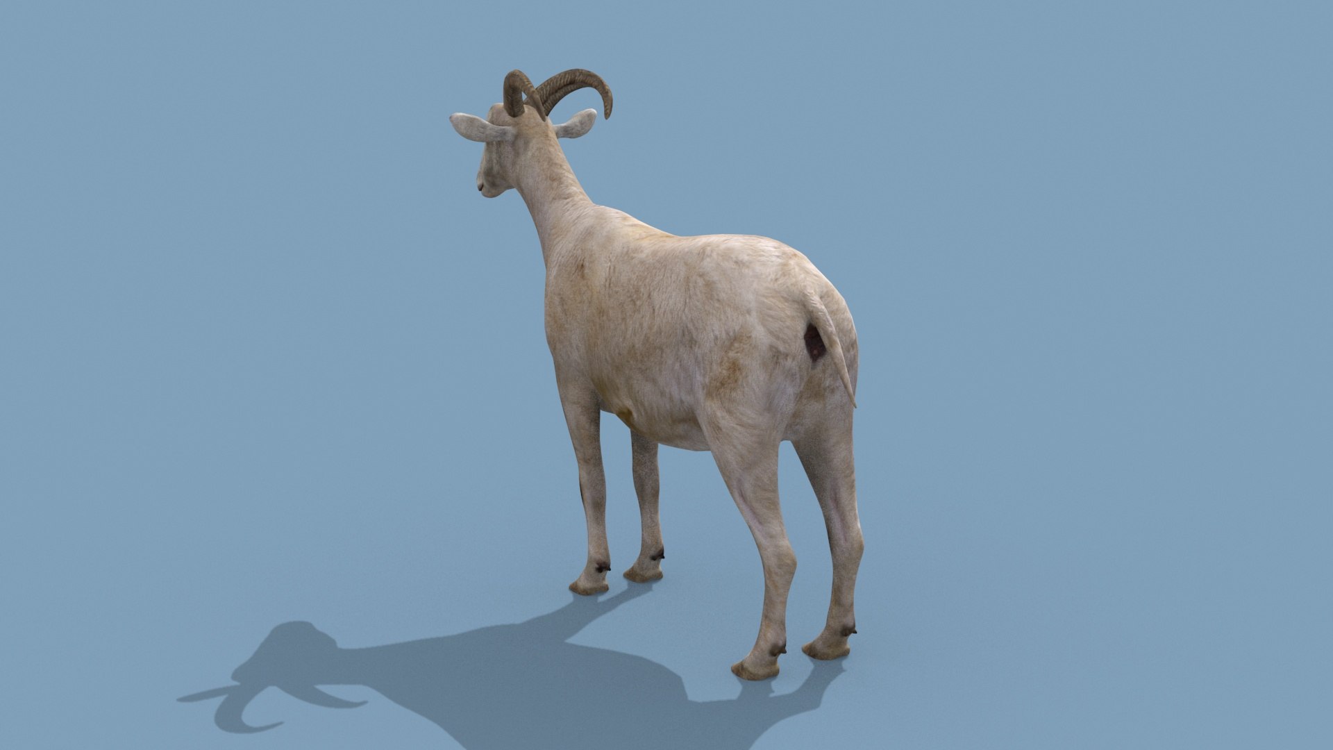 3D Top Goat 8K - 3d animated https://p.turbosquid.com/ts-thumb/a5/FAJ7CP/K7/5/jpg/1732215746/1920x1080/fit_q87/72d2108d63c9807c02aee435b8bafb354653ea17/5.jpg