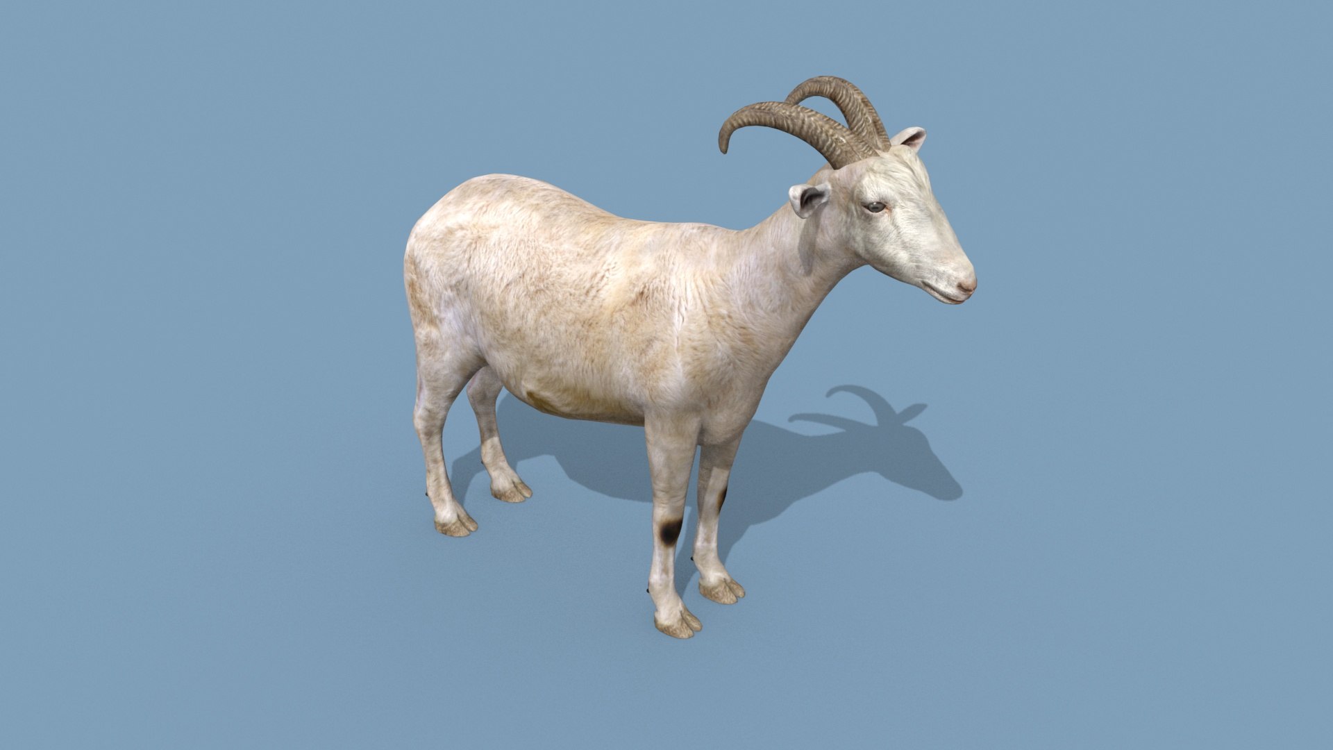 3D Top Goat 8K - 3d animated https://p.turbosquid.com/ts-thumb/a5/FAJ7CP/U3/10/jpg/1732215749/1920x1080/fit_q87/82b672bee36d9e041ee943b2978aae8021f57359/10.jpg