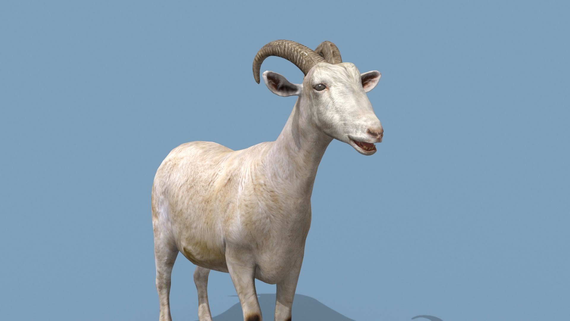 3D Top Goat 8K - 3d animated https://p.turbosquid.com/ts-thumb/a5/FAJ7CP/xI/12/jpg/1732215750/1920x1080/fit_q87/de334165b8e941513a0352f117fe52858fc55854/12.jpg