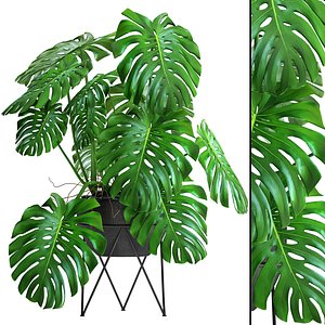 monstera 3D model