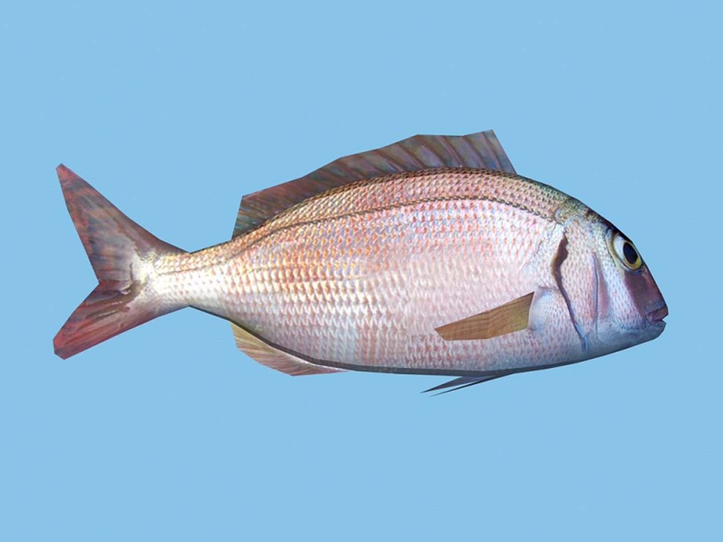 Maya Fish Low-poly Pagrus