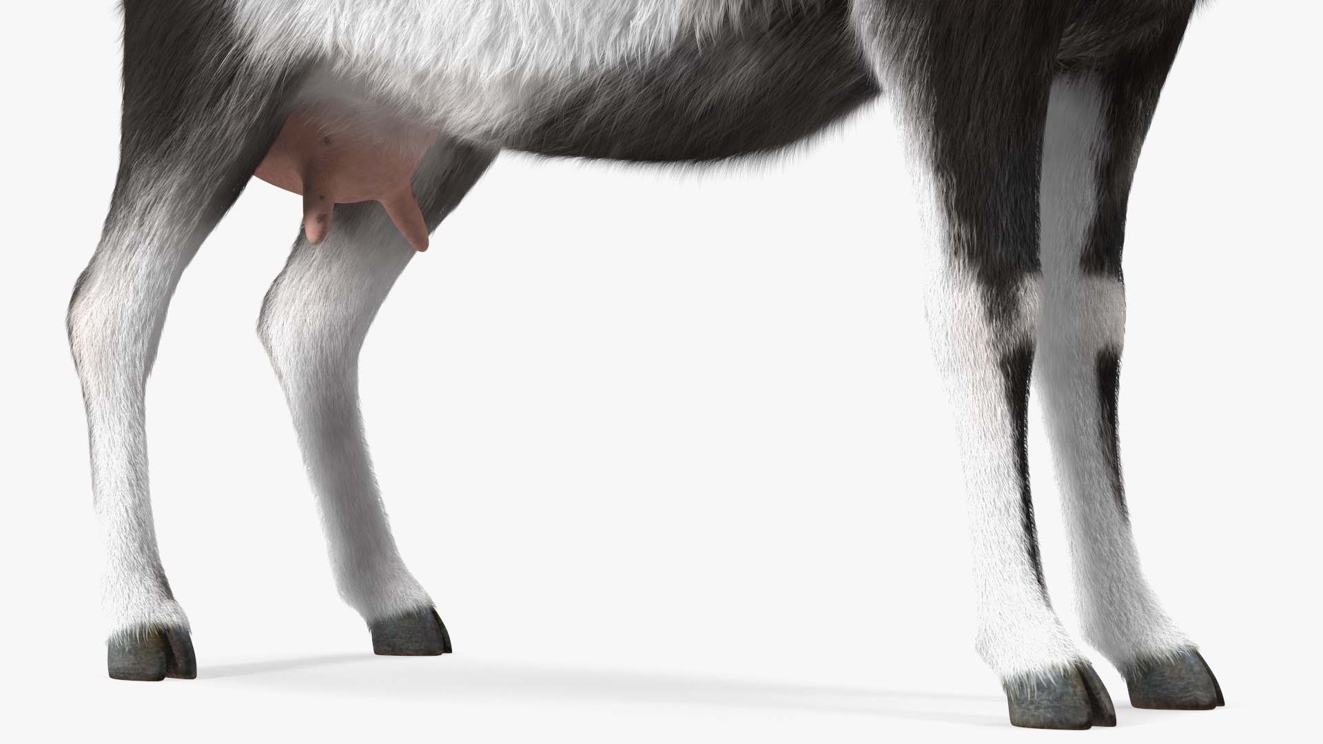 Domestic Goat Fur 3D https://p.turbosquid.com/ts-thumb/a5/m0WYc6/03/domesticgoatfurmb3dmodel014/jpg/1669331024/1920x1080/fit_q87/e6e938d92b5e3b4e076dbf2ce7112ef575de3b86/domesticgoatfurmb3dmodel014.jpg