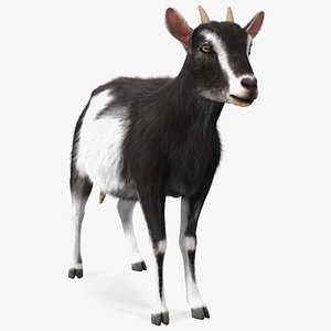Domestic Goat Fur 3D