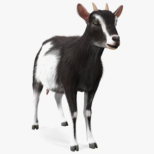 Domestic Goat Fur