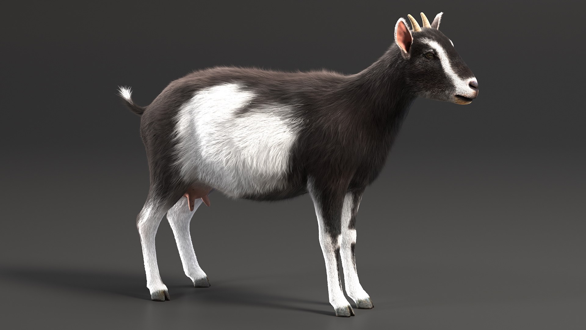 Domestic Goat Fur 3D https://p.turbosquid.com/ts-thumb/a5/m0WYc6/9F/domesticgoatfurmb3dmodel006/jpg/1669331000/1920x1080/fit_q87/2367e3bb405b8d26c7289203895351d6df75806b/domesticgoatfurmb3dmodel006.jpg