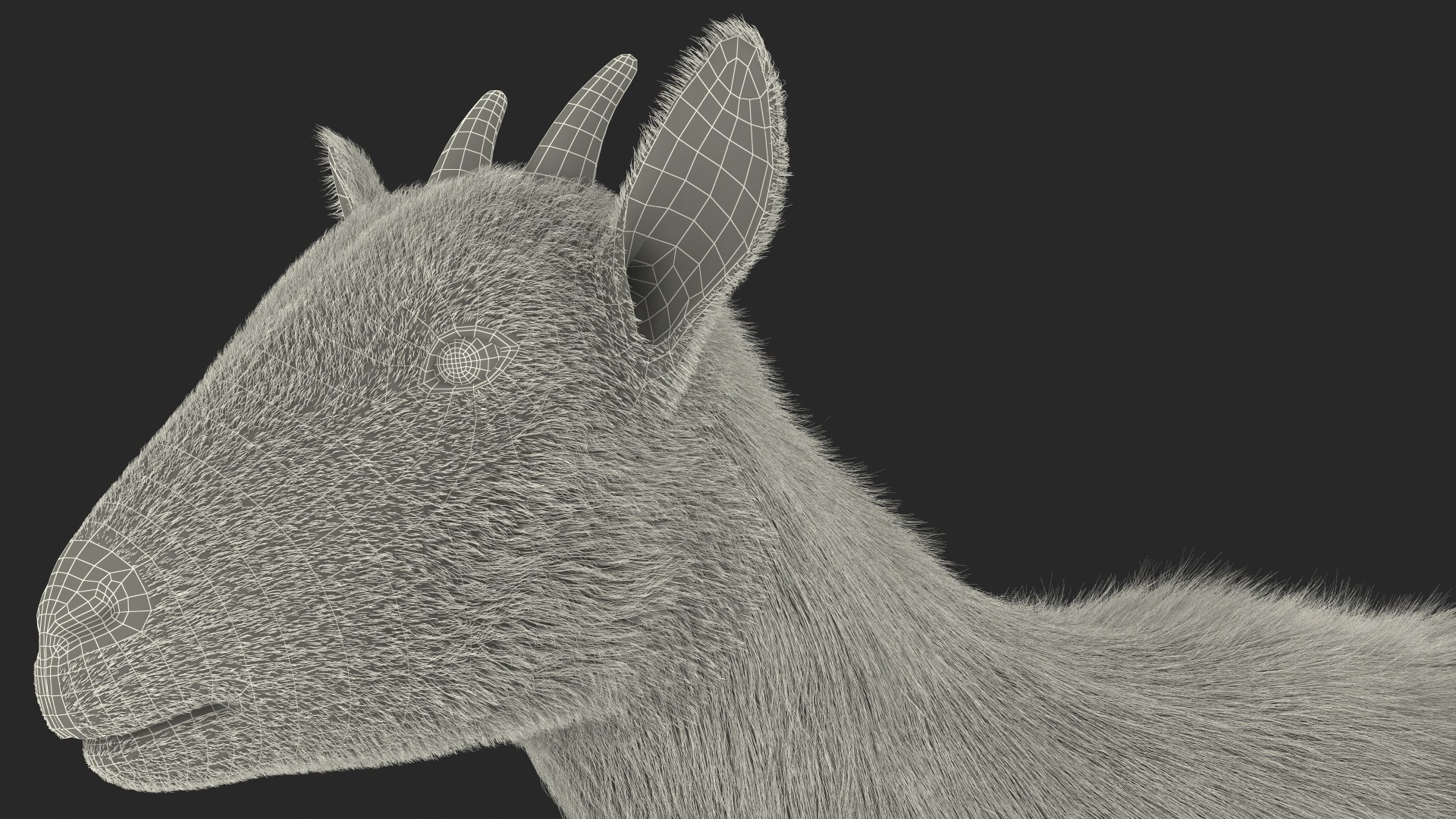 Domestic Goat Fur 3D https://p.turbosquid.com/ts-thumb/a5/m0WYc6/ER/domesticgoatfurmb3dmodel022/jpg/1669331048/1920x1080/fit_q87/b0ff765887f9a1cf44c3b55c3c065ea9d769ba9b/domesticgoatfurmb3dmodel022.jpg