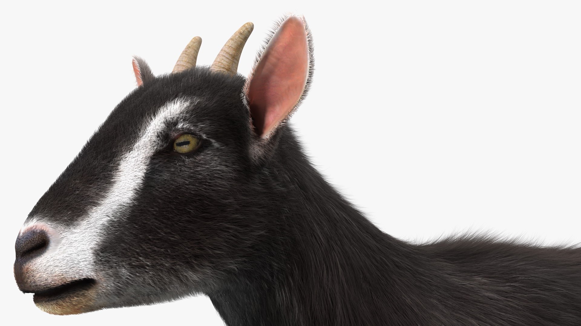 Domestic Goat Fur 3D https://p.turbosquid.com/ts-thumb/a5/m0WYc6/Sg/domesticgoatfurmb3dmodel013/jpg/1669331021/1920x1080/fit_q87/98785030fa571f8cf99e30ec6962f63085c9c7b8/domesticgoatfurmb3dmodel013.jpg