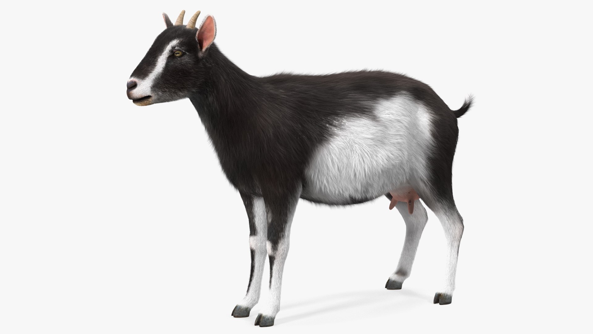 Domestic Goat Fur 3D https://p.turbosquid.com/ts-thumb/a5/m0WYc6/ek/domesticgoatfurmb3dmodel010/jpg/1669331012/1920x1080/fit_q87/031c99c8f6504eab7e2c75e2d63f8bd009287f03/domesticgoatfurmb3dmodel010.jpg