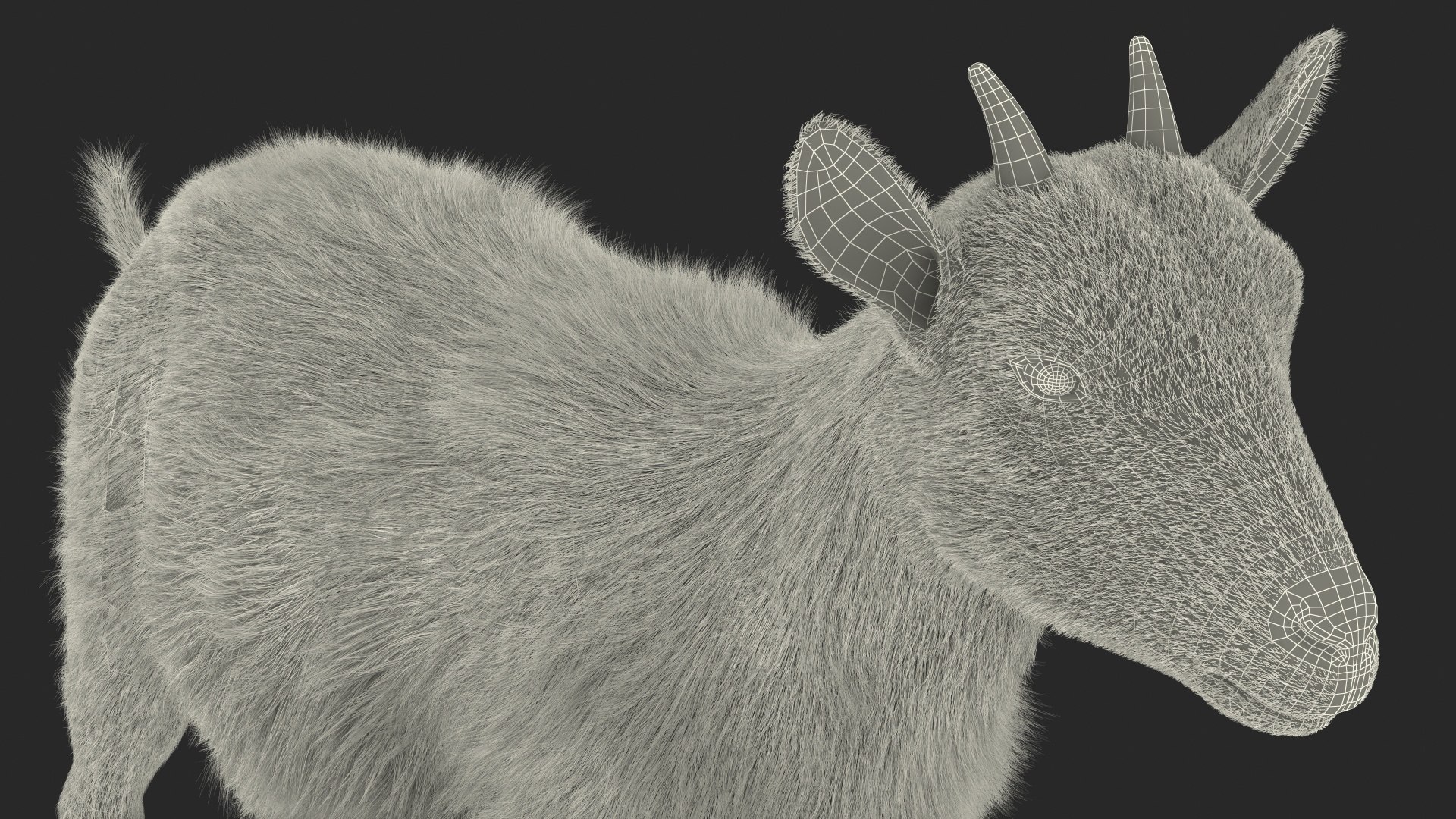 Domestic Goat Fur 3D https://p.turbosquid.com/ts-thumb/a5/m0WYc6/ie/domesticgoatfurmb3dmodel021/jpg/1669331045/1920x1080/fit_q87/c8d56a9382e0e6f84978fc3dde9627e72f2c6d2f/domesticgoatfurmb3dmodel021.jpg