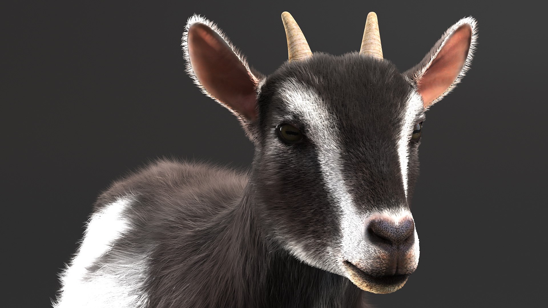 Domestic Goat Fur 3D https://p.turbosquid.com/ts-thumb/a5/m0WYc6/mX/domesticgoatfurmb3dmodel008/jpg/1669331006/1920x1080/fit_q87/982fe2d91e46e8ef66242be0f13d85d896392d5a/domesticgoatfurmb3dmodel008.jpg