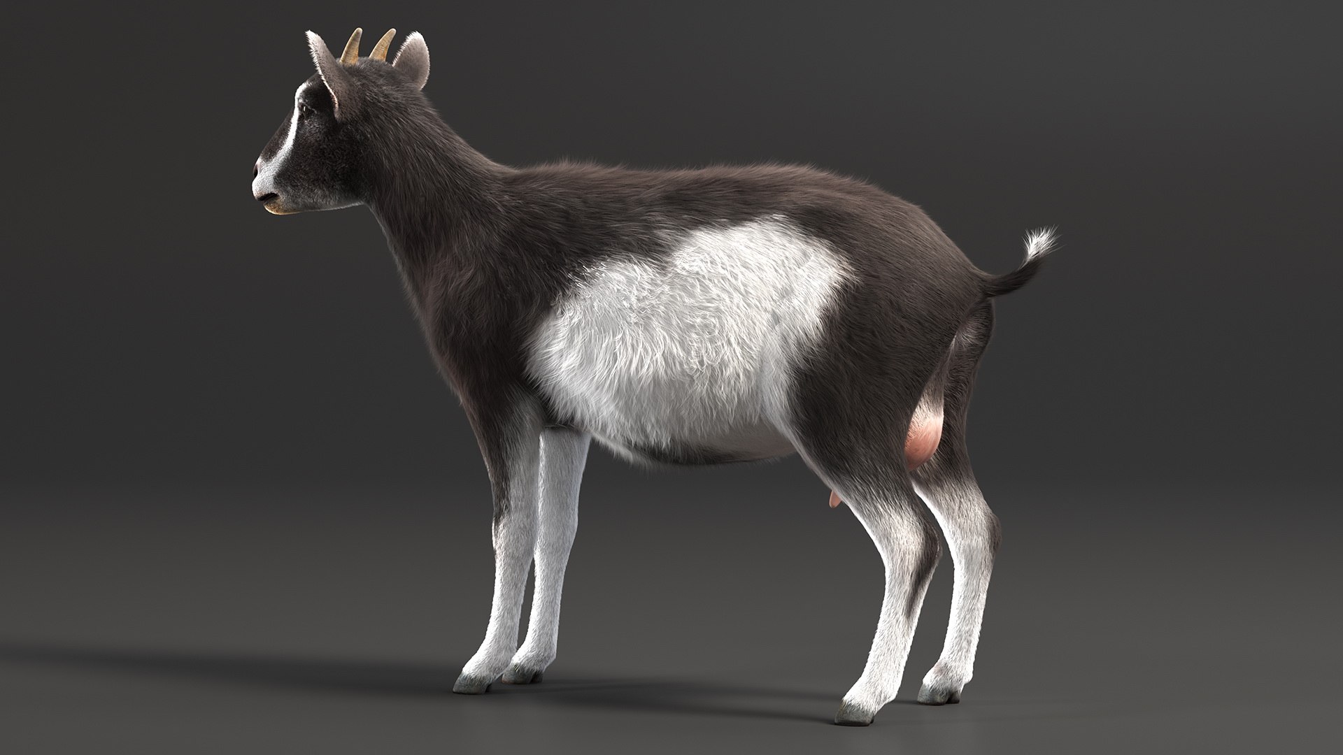 Domestic Goat Fur 3D https://p.turbosquid.com/ts-thumb/a5/m0WYc6/rQ/domesticgoatfurmb3dmodel007/jpg/1669331003/1920x1080/fit_q87/7b7ae79e5663ea70a58910e8515e2f32a3f3a067/domesticgoatfurmb3dmodel007.jpg