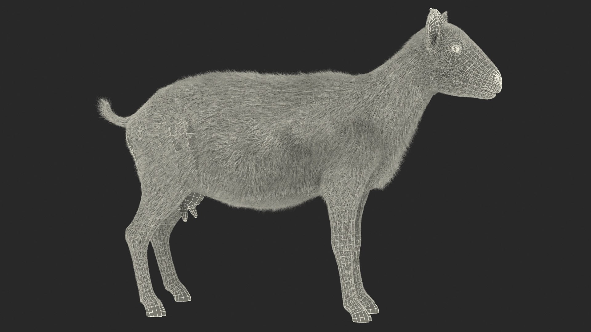 Domestic Goat Fur 3D https://p.turbosquid.com/ts-thumb/a5/m0WYc6/vv/domesticgoatfurmb3dmodel020/jpg/1669331042/1920x1080/fit_q87/87d2da1ffa6b8e4f17527786e2e98adff3e9083b/domesticgoatfurmb3dmodel020.jpg