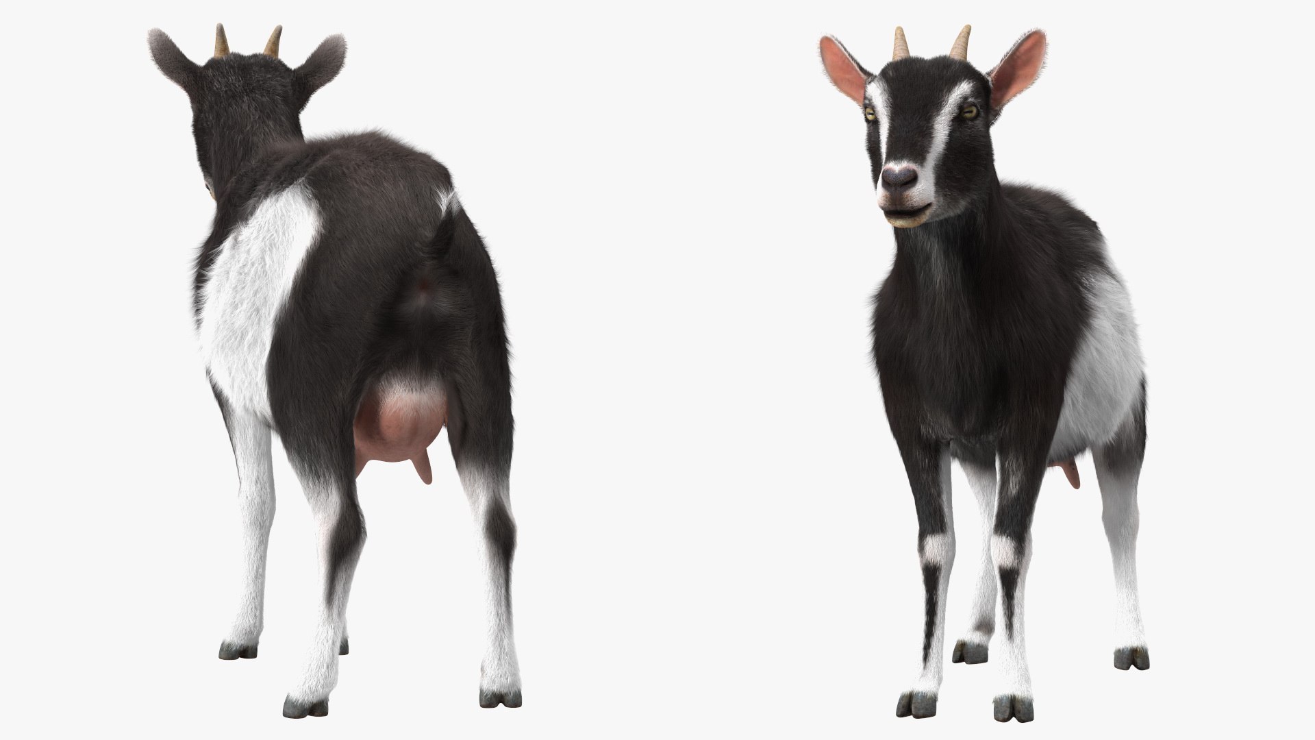 Domestic Goat Fur 3D https://p.turbosquid.com/ts-thumb/a5/m0WYc6/yy/domesticgoatfurmb3dmodel009/jpg/1669331009/1920x1080/fit_q87/5678a0e4b242aa6beb8834e81e9020c1dd7766f6/domesticgoatfurmb3dmodel009.jpg