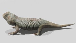 Bearded Dragon Lizard model