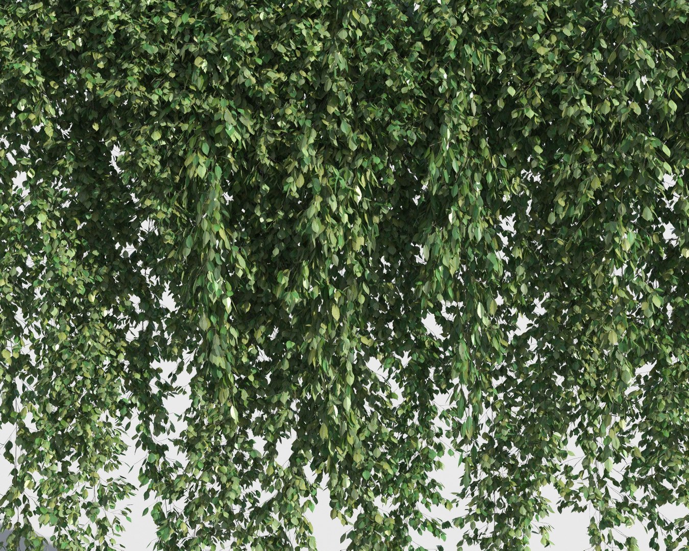 3D climbing plants https://p.turbosquid.com/ts-thumb/a5/r2BJQg/mdQxfib3/clplants4/jpg/1502265482/1920x1080/fit_q87/040c3c976d5975a7efda2289af7e72ef1f98157e/clplants4.jpg