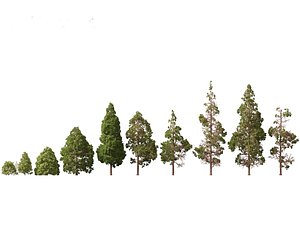 cryptomeria japonica - Japanese cedar